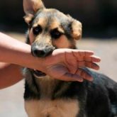 El Mejor Bufete Jurídico de Abogados en Español Especializados en Lesiones por Mordidas de Perro o Mascotas en Cudahy California