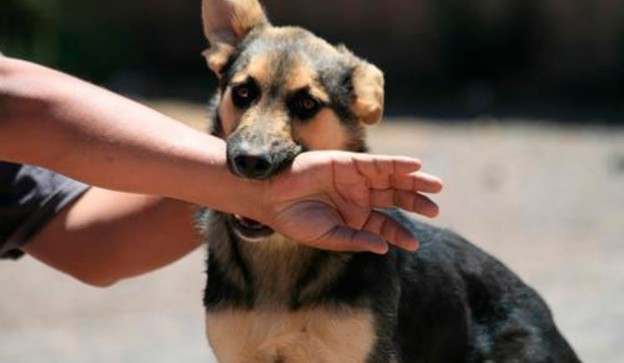 El Mejor Bufete Jurídico de Abogados en Español Especializados en Lesiones por Mordidas de Perro o Mascotas en Cudahy California